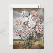 Vintage Blume mit variierter Narbenkarnation mit g Postkarte (Vorne/Hinten)