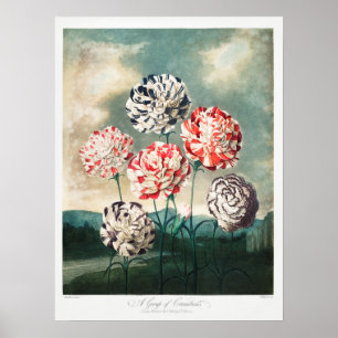 Vintage Blume Poster
