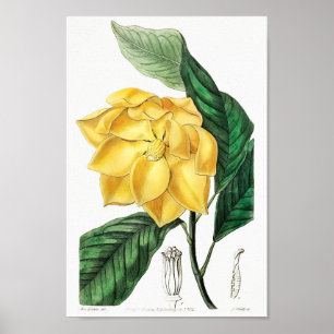 Vintage Blume Poster