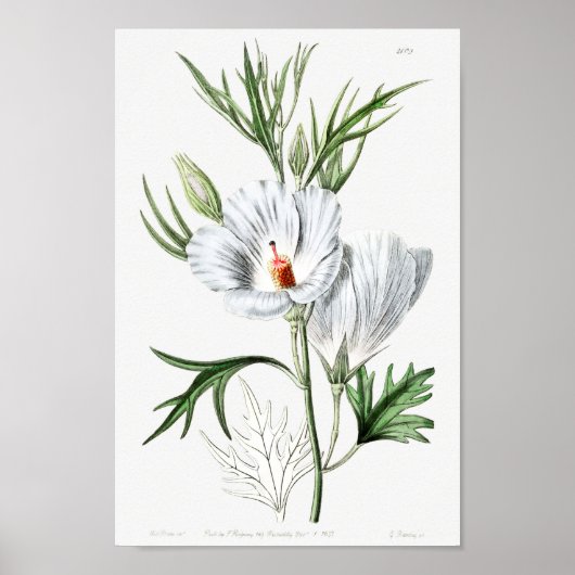 Vintage Blume Poster (Vorne)