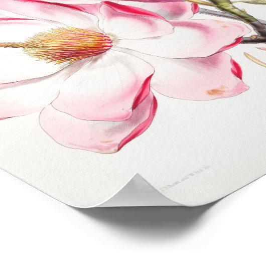 Vintage Blume Poster (Ecke)