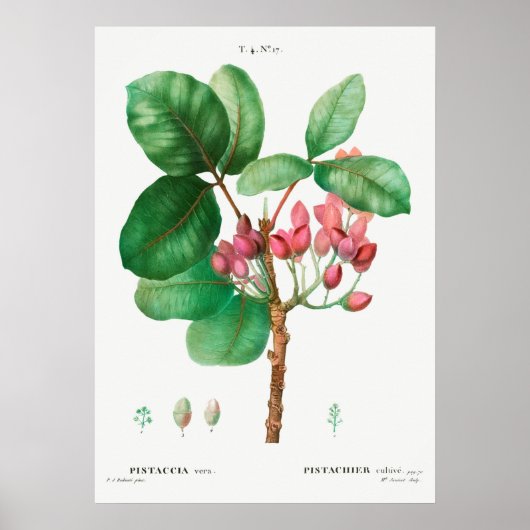 Vintage Blume Poster (Vorne)