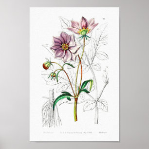 Vintage Blume Poster