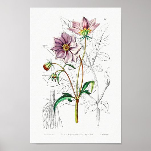 Vintage Blume Poster (Vorne)