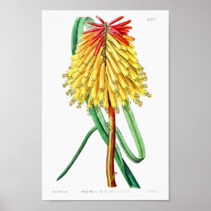 Vintage Blume Poster