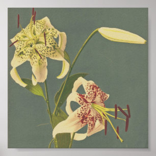 Vintage Blume Poster