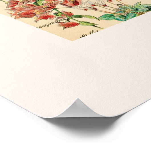 Vintage Blume Poster (Ecke)