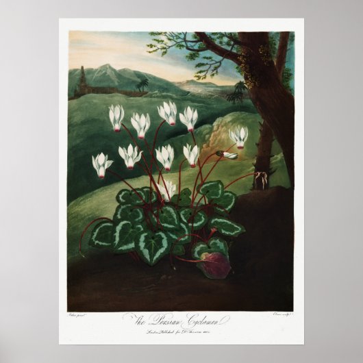 Vintage Blume Poster (Vorne)