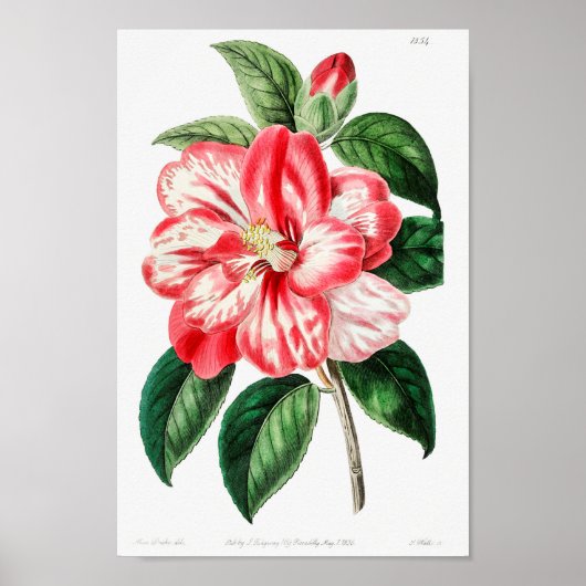 Vintage Blume Poster (Vorne)
