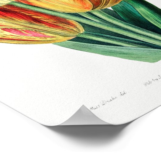 Vintage Blume Poster (Ecke)