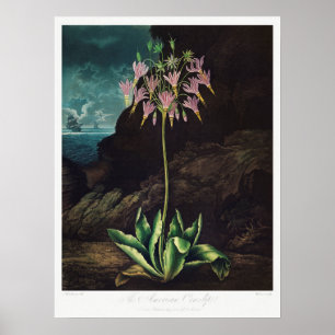 Vintage Blume Poster