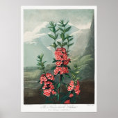 Vintage Blume Poster (Vorne)
