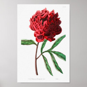 Vintage Blume Poster