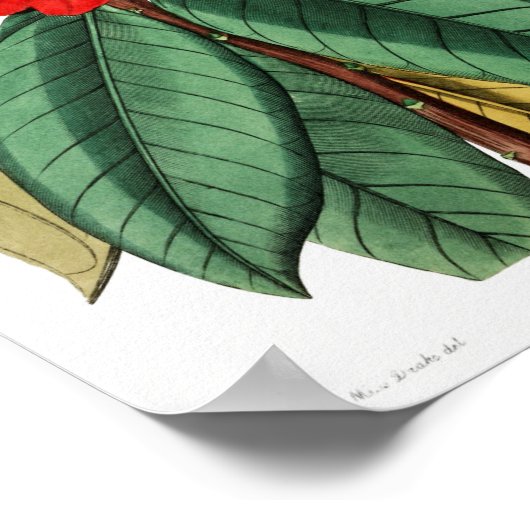 Vintage Blume Poster (Ecke)