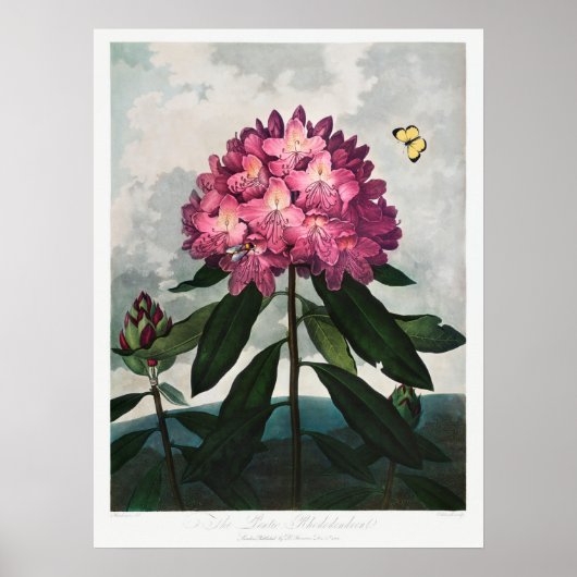Vintage Blume Poster (Vorne)