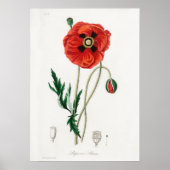Vintage Blume Poster (Vorne)