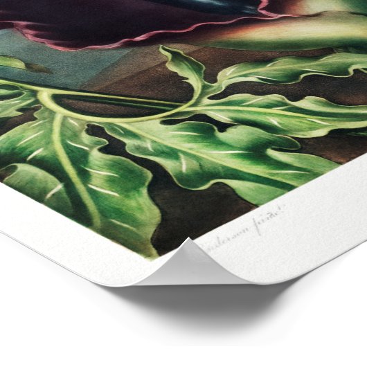 Vintage Blume Poster (Ecke)