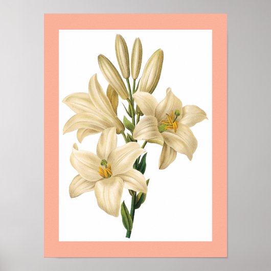 Vintage Blume Poster 1 (Vorne)