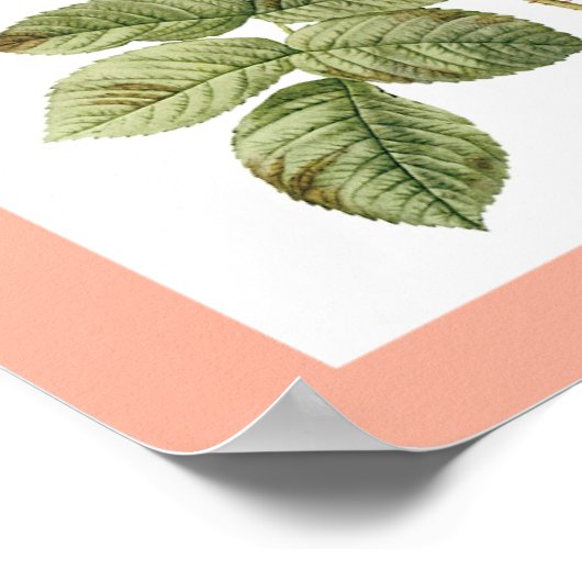 Vintage Blume Poster 2 (Ecke)