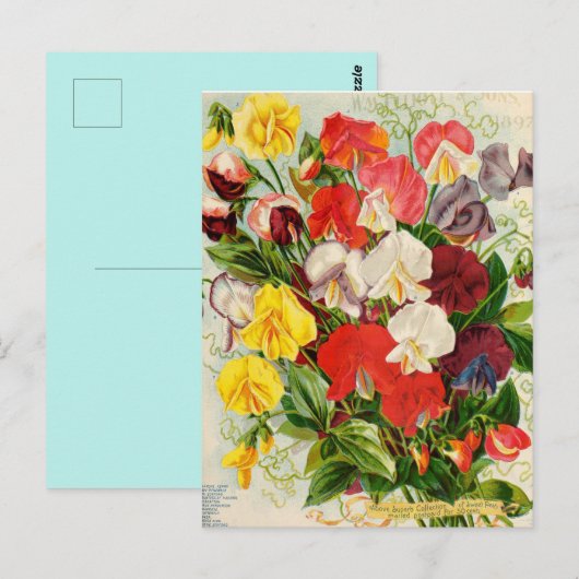 Vintage Blume Postkarte (Vorne/Hinten)
