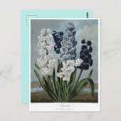 Vintage Blume Postkarte (Vorne/Hinten)