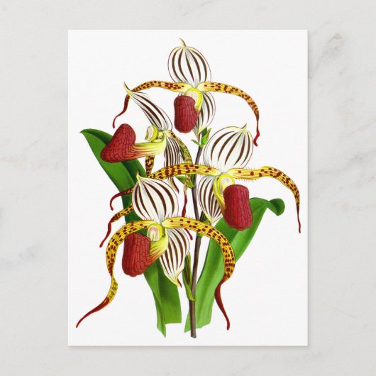 Vintage Blume Postkarte (Vorderseite)