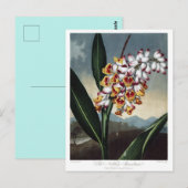 Vintage Blume Postkarte (Vorne/Hinten)