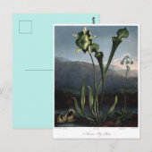 Vintage Blume Postkarte (Vorne/Hinten)