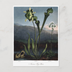 Vintage Blume Postkarte