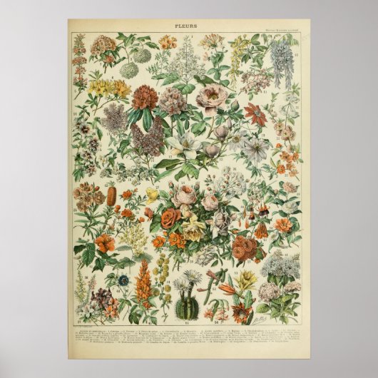 Vintage Blume Print 1909 - Adolphe Millot Affiche Poster (Vorne)