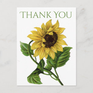 Vintage Blume Vielen Dank Yellow Sunflower Blume Postkarte