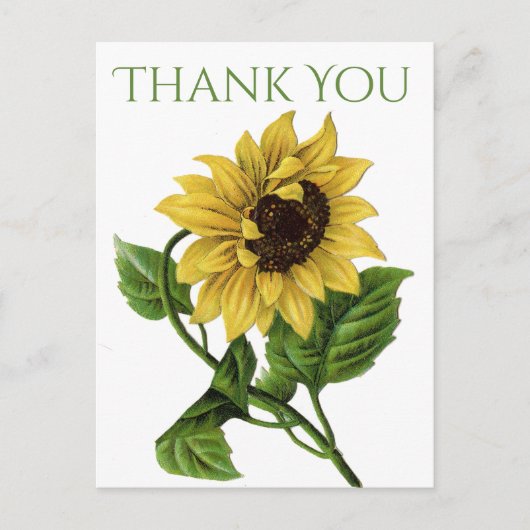 Vintage Blume Vielen Dank Yellow Sunflower Blume Postkarte (Vorderseite)