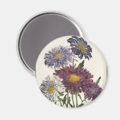 Vintage Blumen, antike Lila Aster-Blume Magnet (Vorderseite/Rückseite)