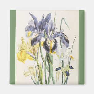 Vintage-Blumen-Botanik, Garten-Iris-Blüten Magnet