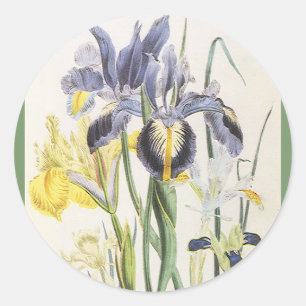 Vintage-Blumen-Botanik, Garten-Iris-Blüten Runder Aufkleber