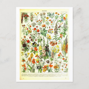 Vintage-Blumen Botanische Illustrations-Postkarte Postkarte