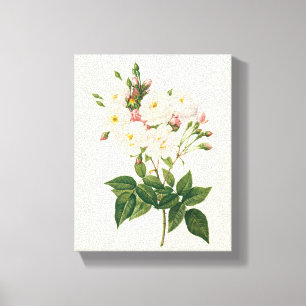Vintage Blumen Floral Blush Noisette Rose Redoute Leinwanddruck