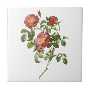Vintage Blumen Florale rote Liebesrose von Redoute Fliese