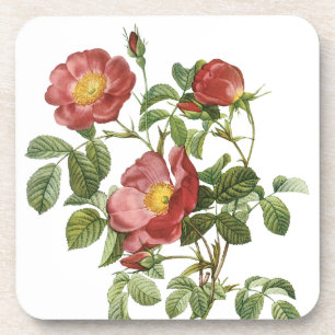 Vintage Blumen Florale rote Liebesrose von Redoute Untersetzer