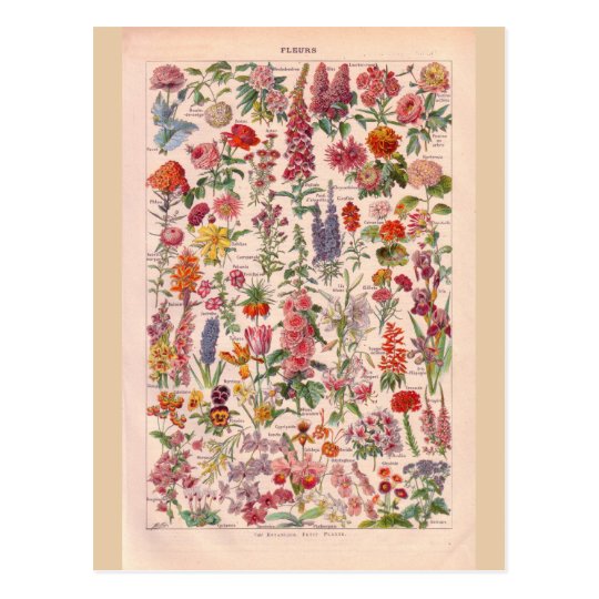 Vintage Blumen Postkarte Zazzle De
