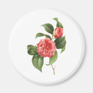 Vintage-Blumen, rosa Kamelienblüten von Redoute Magnet