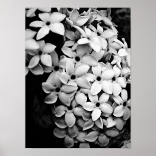 Vintage-Blumen- und Gartenfotografie Poster