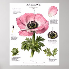 Vintage-Blumenanatomie-Kunst | Botanische Studie Poster