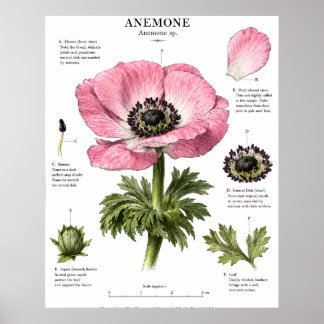 Vintage-Blumenanatomie-Kunst | Botanische Studie Poster
