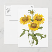 Vintage Blumenblanket Blume Sonnenblumen von Redou Postkarte (Vorne/Hinten)