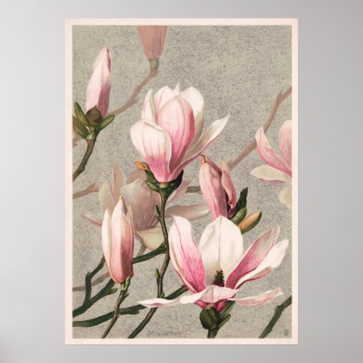 Vintage-Blumenillustrationsposter Poster (Vorne)