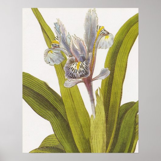 Vintage-Blumenposter; Iris Poster (Vorne)