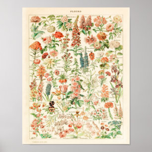 Vintage-Blumenprint 1909 - Adolphe Millot Poster