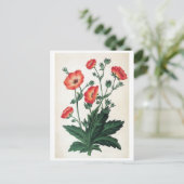 Vintage Blüte "Potentilla Hopwoodiana" Postkarte (Stehend Vorderseite)