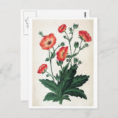 Vintage Blüte "Potentilla Hopwoodiana" Postkarte (Vorne/Hinten)